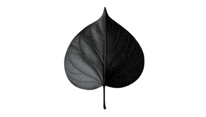 Half lit and half darkened leaf displayed against a black background