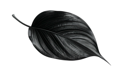 A single large leaf is showcased against a black backdrop, with defined veins