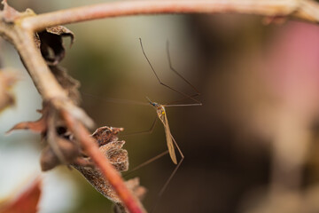 枯れ葉に静止するガガンボ / Crane fly resting on a dry leaf