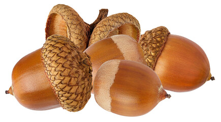 a close-up studio photograph of several ripe acorns, featuring their distinct textured caps and warm brown shells, isolated on a transparent background.