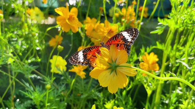 leopard lacewing butterfly cethosia biblis on yellow cosmos flowers in a sunny garden