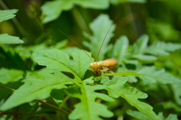 close up of yellow mentis bug on a green leaf