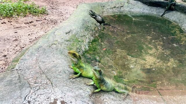 chinese water dragons physignathus cocincinus in natural habitat, two green lizards and one dark lizard resting on wet rocks near water