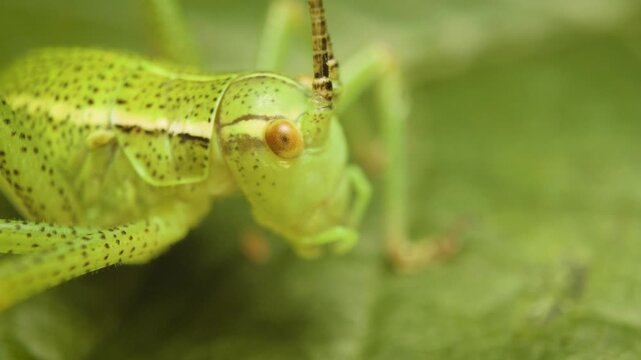 Static macro close-up of the speckled bush-cricket (Leptophyes punctatissima)