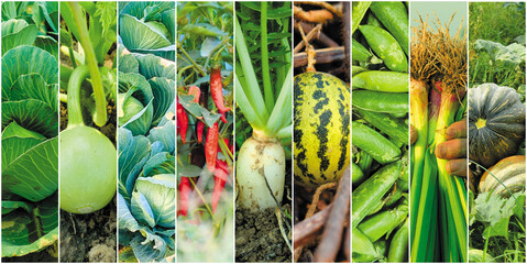 Background of mixed fruits and vegetables. Fresh ripe color food, A close-up shot of a cooked vegetable mix, featuring green beans, corn, beans, and red peppers, Fresh raw vegetables and fruits.