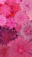 pink flower background