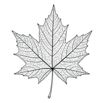 Black and white detailed illustration of a maple leaf skeleton veins