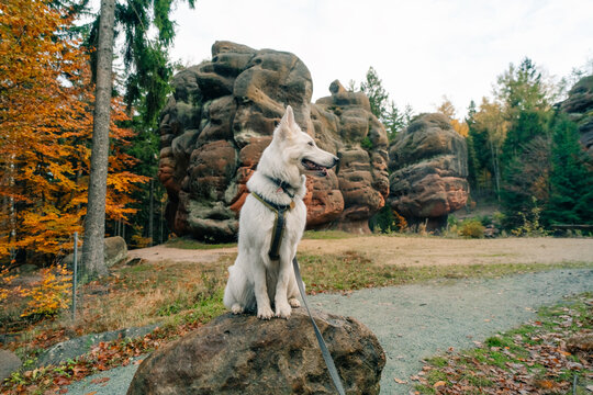 Swiss Shepherd Dog in the Zittau Mountains Kelchstein, Germany. High quality photo