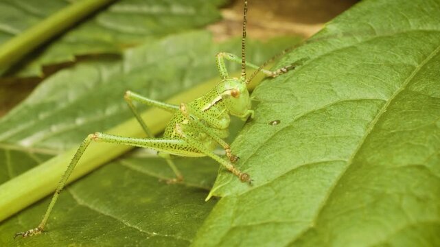 Static close-up of the speckled bush-cricket (Leptophyes punctatissima), a flightless species of bush-cricket, on a leaf.