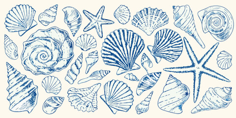 A vintage blue sketch illustration featuring various types of seashells and starfish © Bivuti