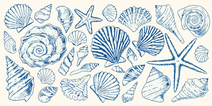 A vintage blue sketch illustration featuring various types of seashells and starfish