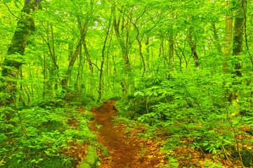 日本の新緑のブナ林の中の遊歩道
