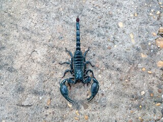 The scorpion was lying on the cement floor.