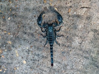 The scorpion was lying on the cement floor.