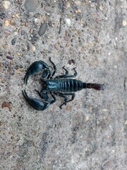 The scorpion was lying on the cement floor.