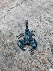 The scorpion was lying on the cement floor.