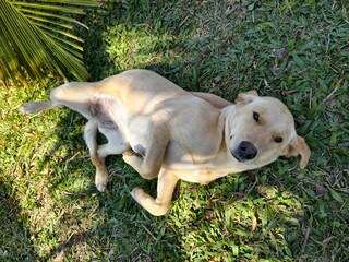 A cute and healthy dog.