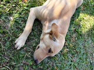 A cute and healthy dog.