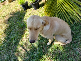 A cute and healthy dog.