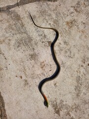 Red-necked Keelbacks are commonly found in Thailand.