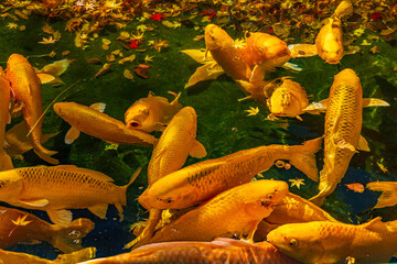 日本の風景・秋　山梨県甲府市　紅葉の昇仙峡　黄金池の鯉  © Yuta1127