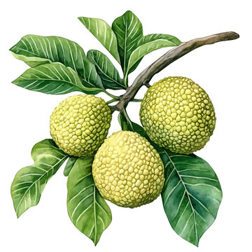 Watercolor illustration vector of Breadfruit On A Tree Branch, isolated on a clean white background.