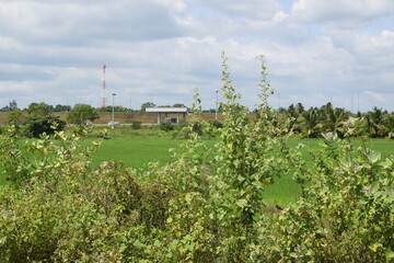 A lush green Paddy field in South Asia. village paddy field and nature photo in sri lanka. Traditional Village Paddy Fields Surrounded by Nature. Fresh Green Rice Fields in a Sri Lankan Village