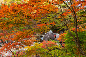 日本の風景・秋　山梨県甲府市　紅葉の昇仙峡
