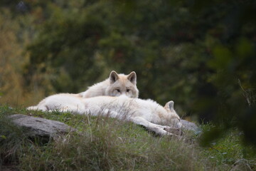 zwei Polarw&ouml;lfe