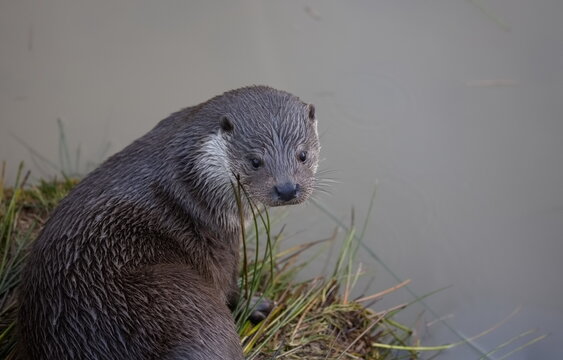 Otter ruht sich am Ufer aus