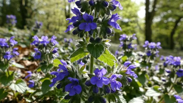 Close-up shot of a vibrant bugle flower blooming in a natural forest environment with sunlight illuminating the flower and foliage