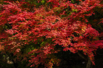 日本の風景・秋　山梨県甲府市　紅葉の昇仙峡  © Yuta1127