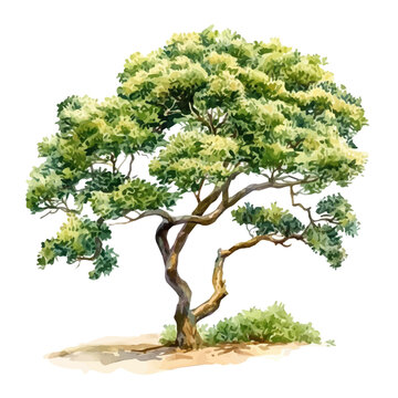 Kapok Tree, artistic watercolor illustration vector, isolated on a white background.