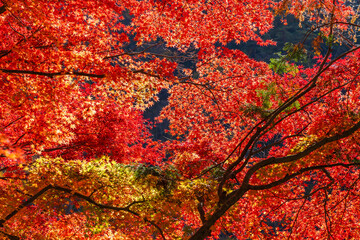 日本の風景・秋　山梨県甲府市　紅葉の昇仙峡 © Yuta1127