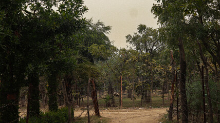 A rural dirt path winding through a green forest lined with wire mesh fences and dense trees under a cloudy sky.