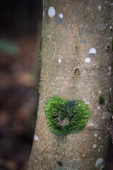 Ein gr&uuml;nes Herz aus Moos auf einem Baumstamm. Natur, Liebe, Umweltschutz. 