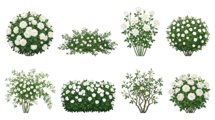 White rose bush set including shrub, hedge, climbing, and blooming floral arrangements isolated. Garden landscape and botanical design elements.