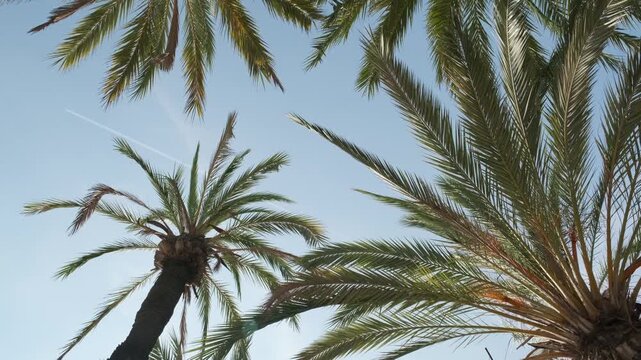 palm tree against the blue sky