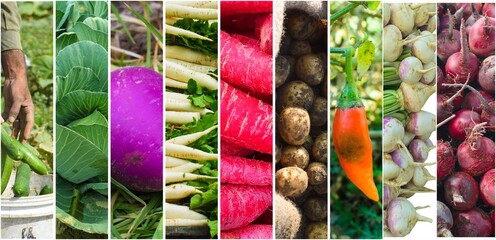 Background of mixed fruits and vegetables. Fresh ripe color food, A close-up shot of a cooked vegetable mix, featuring green beans, corn, beans, and red peppers, Fresh raw vegetables and fruits.