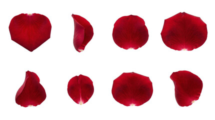 Fototapeta premium Red rose petal set including curved, flat, folded, and heart shaped petals isolated. Romantic floral collection for wedding and valentines day decor.