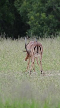 Vertical video, Two impala rams fighting