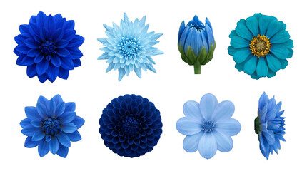 Blue flower heads set including dahlia, zinnia, chrysanthemum, and daisy variants isolated. Botanical collection for floral design and wedding decor.