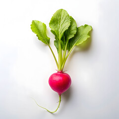 radish on white background