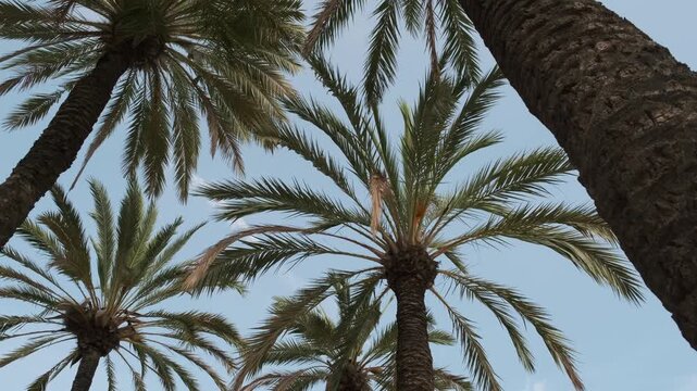 palm tree against the blue sky