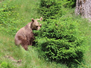 brown bear cub © Tmea