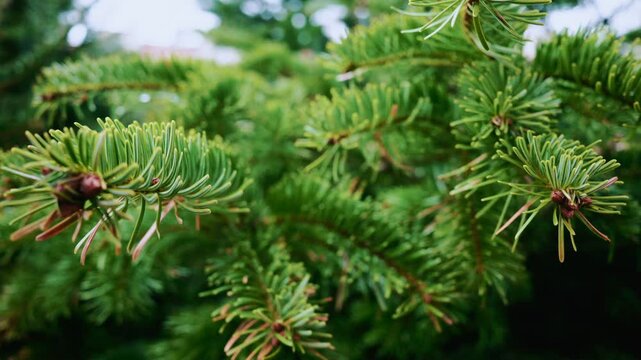 A detailed close up of green fir tree branches with fresh and vibrant needles