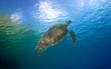 Fototapeta premium a green turtle on a reef in the caribbean