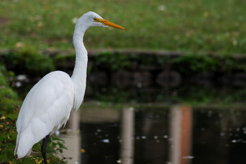 a heron in a lagoon in a park in chile
