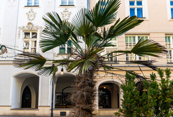 Fototapeta premium Hardy palm Trachycarpus fortunei decorated with festive lights against historic townhouses in city center during winter