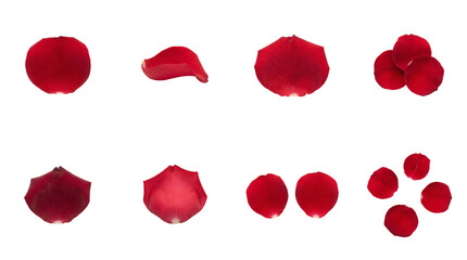 Fototapeta premium Red rose petal set including single, curved, stacked, and scattered arrangements isolated. Romantic floral element collection for wedding and valentines design.